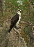 Osprey, Hazel Bazemore, Corpus Christi