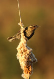 Red-winged Blackbird 