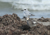 Forsters Tern and Black-bellied Plover