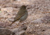 Hermit Thrush, Lost Mine Trail 