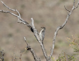 Ladder back Woodpecker, Big Bend