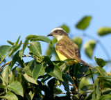 Social Flycatcher