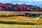 Autumn trees and river reeds-3.jpg