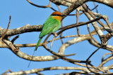 Boehms bee-eater / Bhmspint