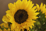 sun-flower2.jpg