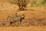 Chacma baboons - Babouins Chacma