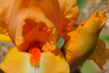 The world of irises