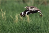 Stone Curlew 