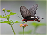 Butterfly 2.jpg