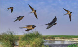 Barn Swallow Montage 