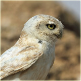 Little Owl 2.jpg