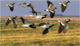 Montage Red Wattled Lapwing