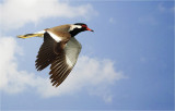 Red Wattled Lapwing 1.jpg