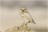 Little-Owl-2-web.jpg