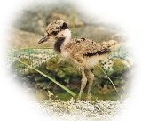 Red Wattled Lapwing Chick net.jpg