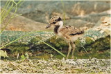 Red Wattled Lapwing Chick 2.jpg