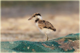Red-Wattled-Lapwing-Chick-web.jpg