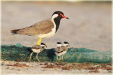 Red-Wattled-Lapwing--with-Chicks-web.jpg