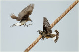Wheatear attacks Whinchat