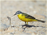 Wagtail Yellow 