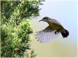 Olive Backed Sunbird 6.jpg