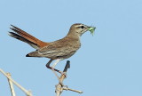 Fufous Tailed Scrub Robin 