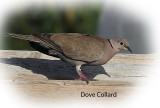 Dove Collard