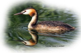 Grebe Great Crested