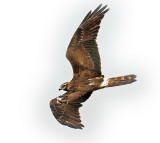 Harrier Montagus Female