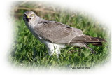 Harrier Pallid Male