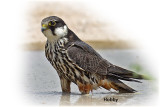 Falcon Hobby