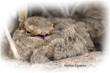 Nightjar Egyptian