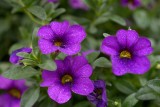 DSC_0511.jpg