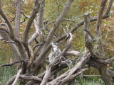DSCN0815.JPG