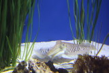 IMG_0766.JPG