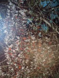 DSCN7164.JPG