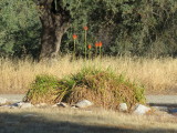 IMG_0957.JPG