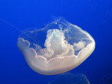 IMG_2890.JPG
