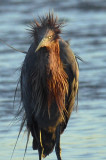 Reddish Egret 4261.jpg