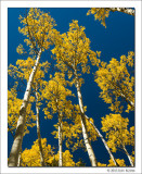 Aspens and Blue Sky, Maroon Bells Snowmass Wilderness, Colorado, 2013