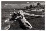 Black Sand & White Driftwood, Kehilo Bay, Hawaii, 2016