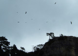 Griffon Vultures 