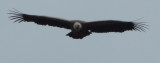 Griffon Vulture - 2.5m wingspan