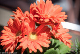 ds20150411-0044w.jpg
