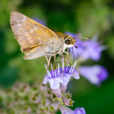 Live from the butterfly bush in my back yard...