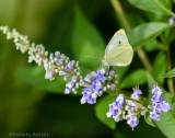 Clouded Sulphur