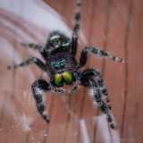Daring Jumping Spider (Phidippus audax)