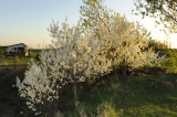 PRUNIER ( PRUNUS AMERICANA ) EN AVRIL