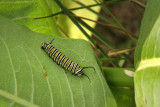 CHENILLE DU MONARQUE