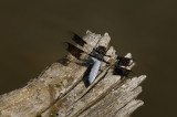 Libellule lydienne / Plathemis lydia mâle / Skimmer dragonfly